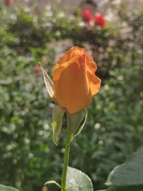 月季花