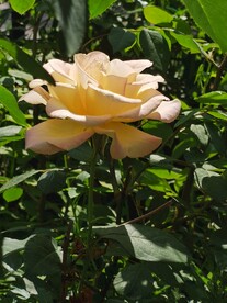 月季花
