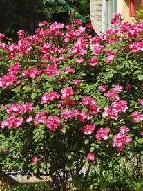 月季花