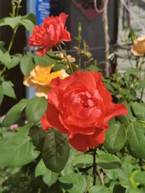 月季花