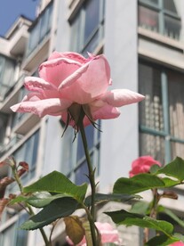月季花