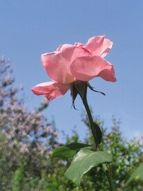 月季花