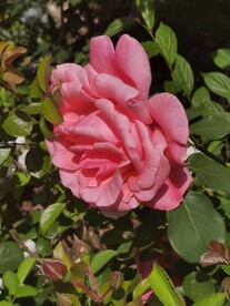 月季花
