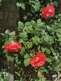 月季花