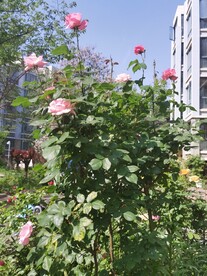 月季花