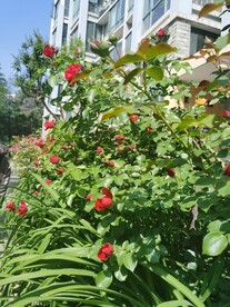 月季花