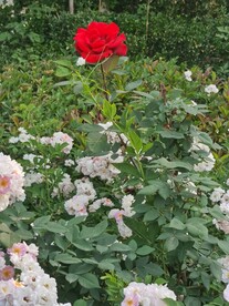 月季花