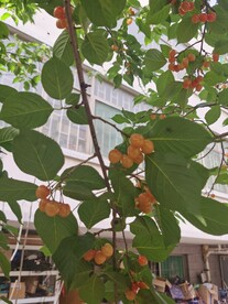 樱桃树