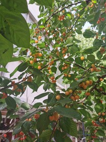樱桃树