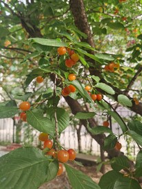 樱桃树