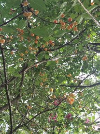 樱桃树