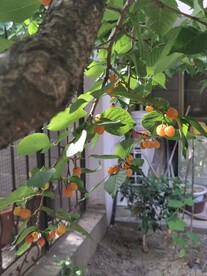樱桃树