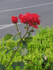 月季花