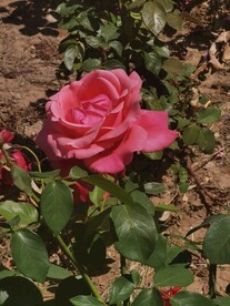 月季花