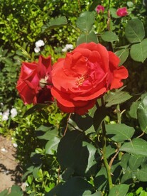 月季花