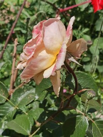 月季花