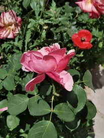 月季花