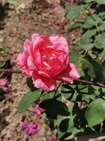 月季花