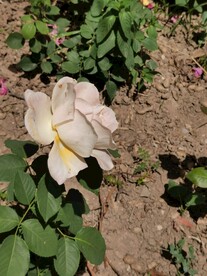 月季花