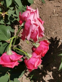 月季花