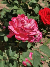 月季花