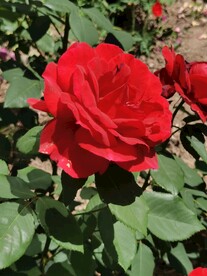 月季花