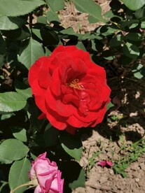 月季花