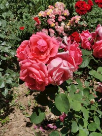月季花