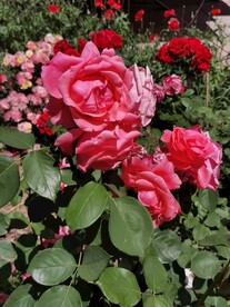 月季花