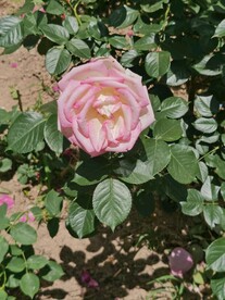 月季花