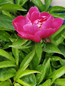 芍药