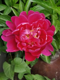 芍药