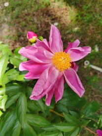 芍药