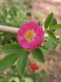 七姊妹花