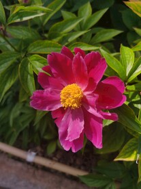 芍药