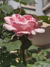 月季