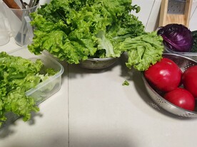 生菜