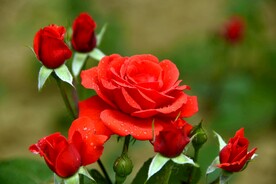 月季花