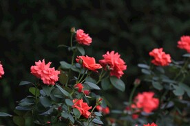 月季花 