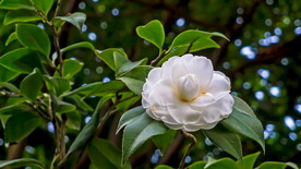 茶花