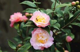 茶花