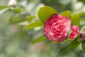 茶花 