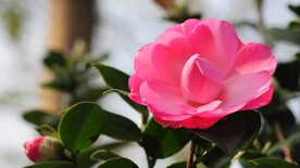 茶花