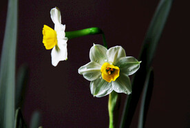  水仙花