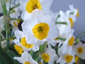 水仙花