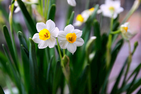水仙花