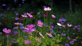 格桑花