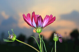 格桑花