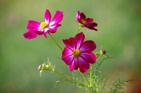 格桑花