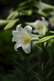 百合